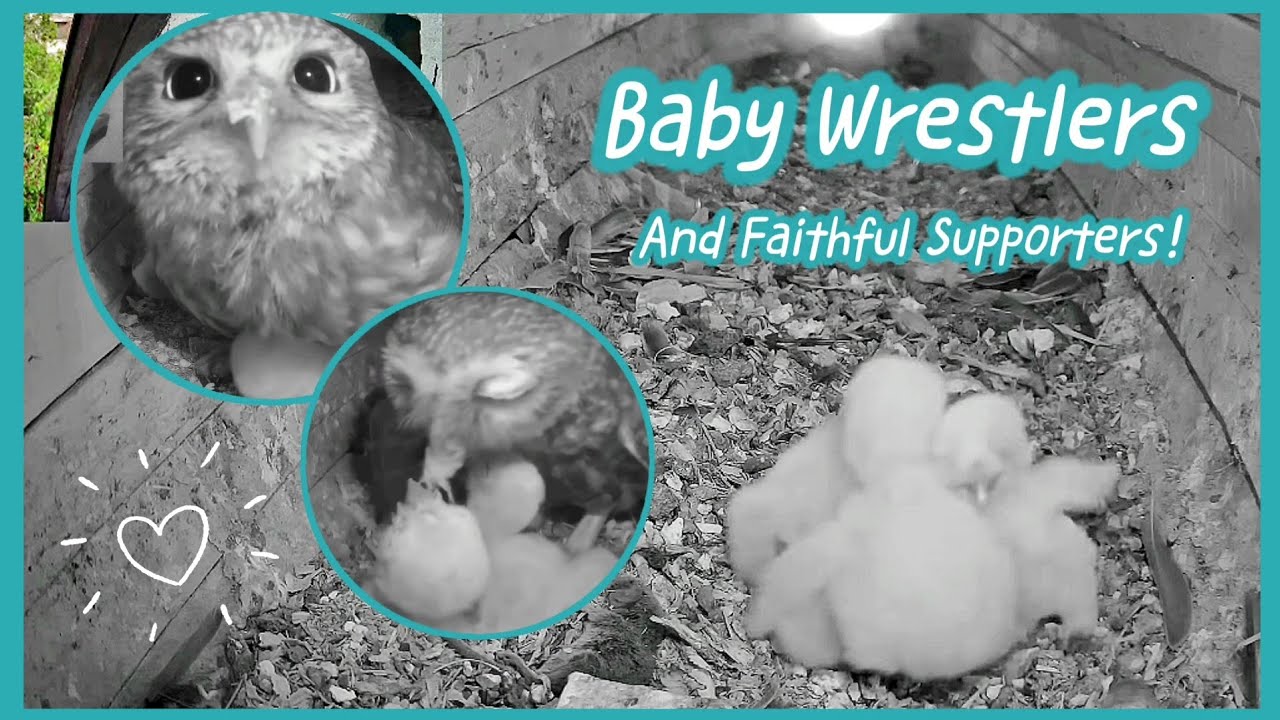 Little Owl Baby Wrestlers💞& Their Faithful Supporters💪 | Little Owls in Hungary 06/2023
