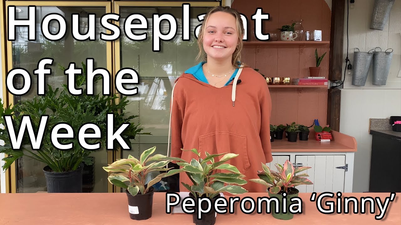 Peperomia 'Ginny' - Houseplant of the Week