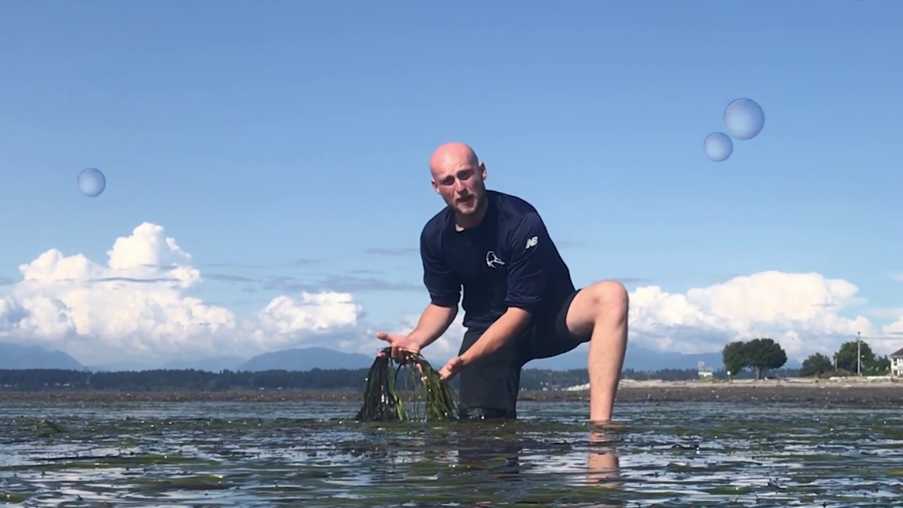 Ask an Expert - The value of Eel grass