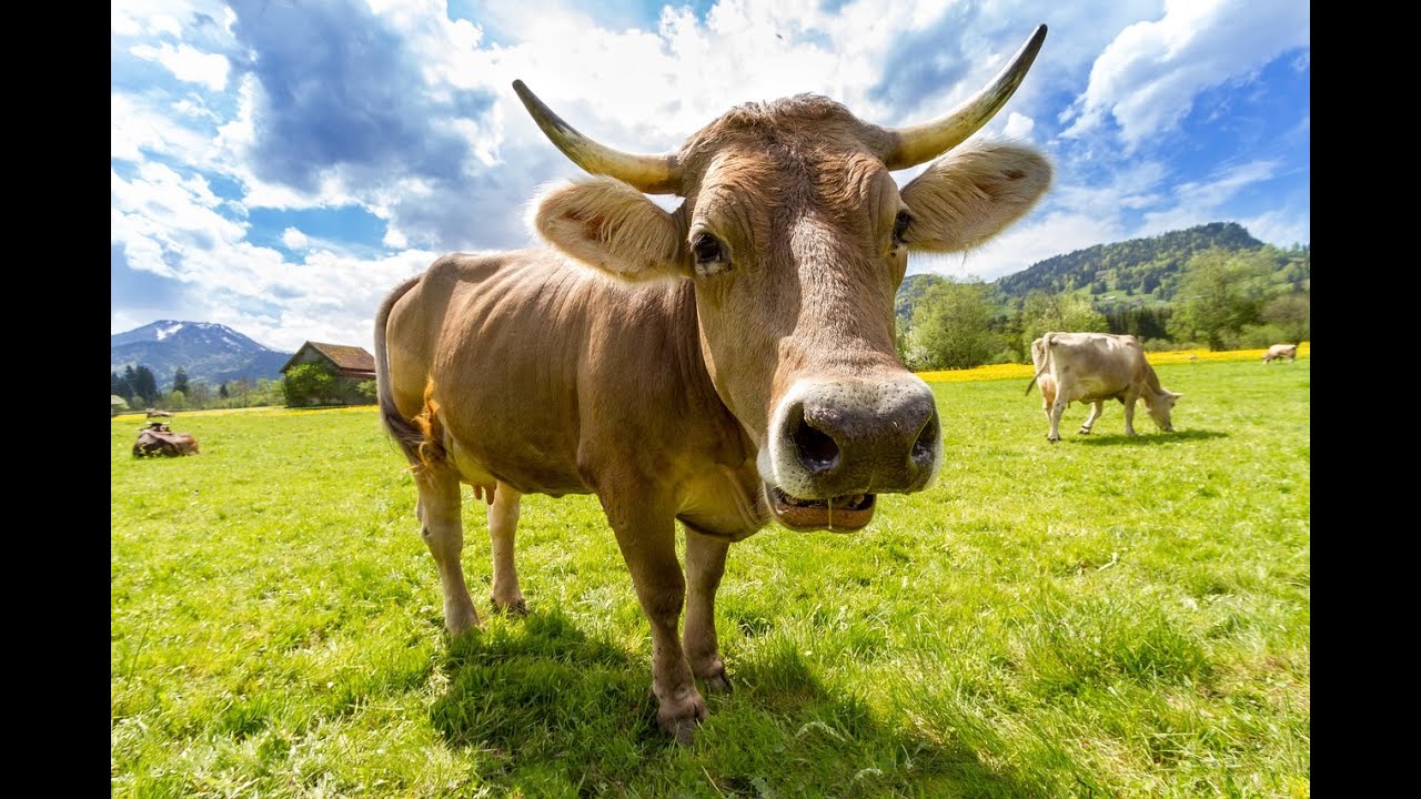 How does a cow moo? The lowing of a cow. Nature. For kids. #cow