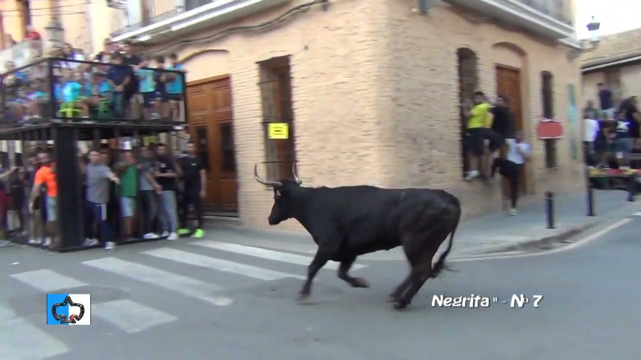 BORBOTÓ ( V ) 12/10/2024 - PELIGRO EN LA BARRERA - GANADERIA LA PALOMA - PEÑA FERRAGE