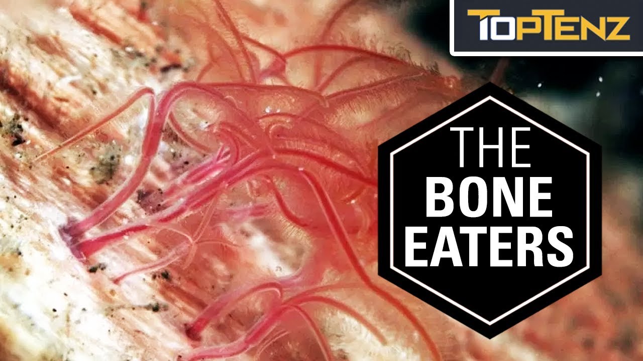 10 Bizarre Adaptations of Wildlife