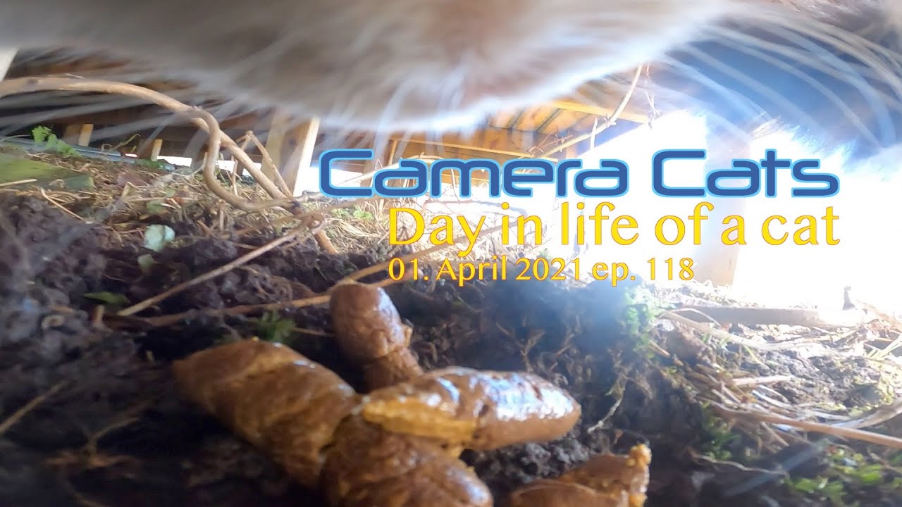 Cat with GoPro pooping