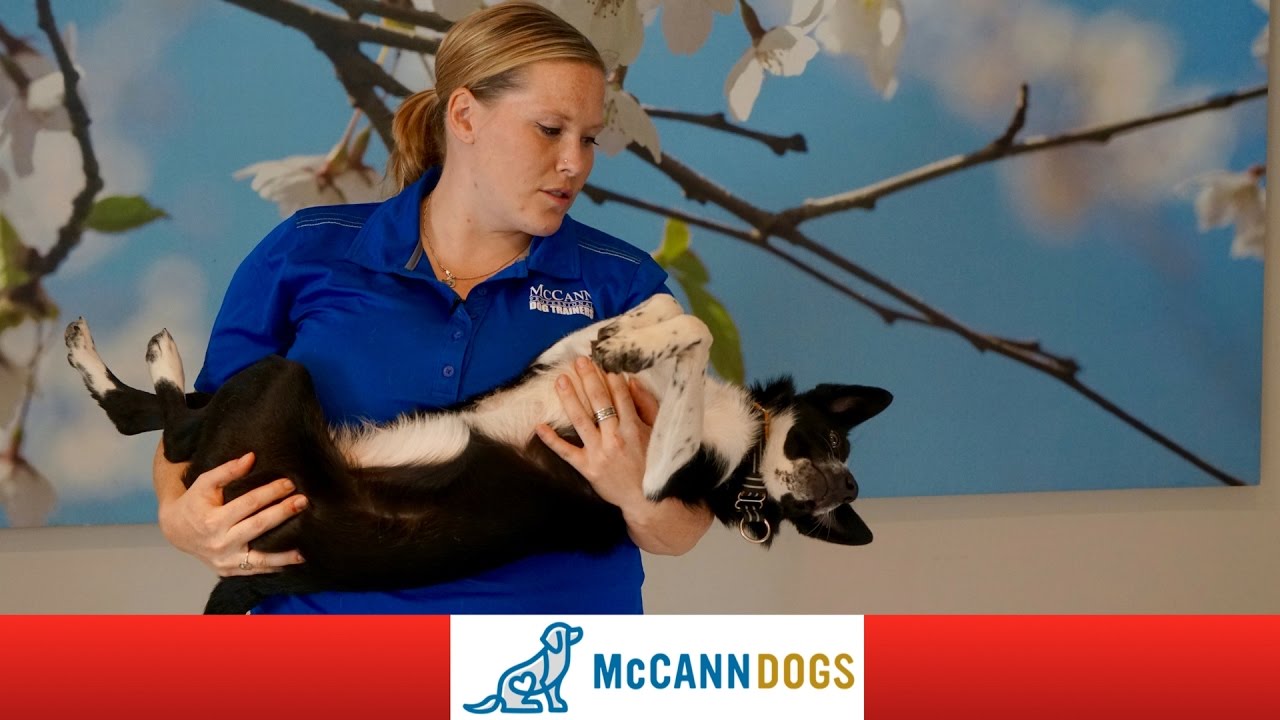 Puppy Handling Training For New Dog Owners