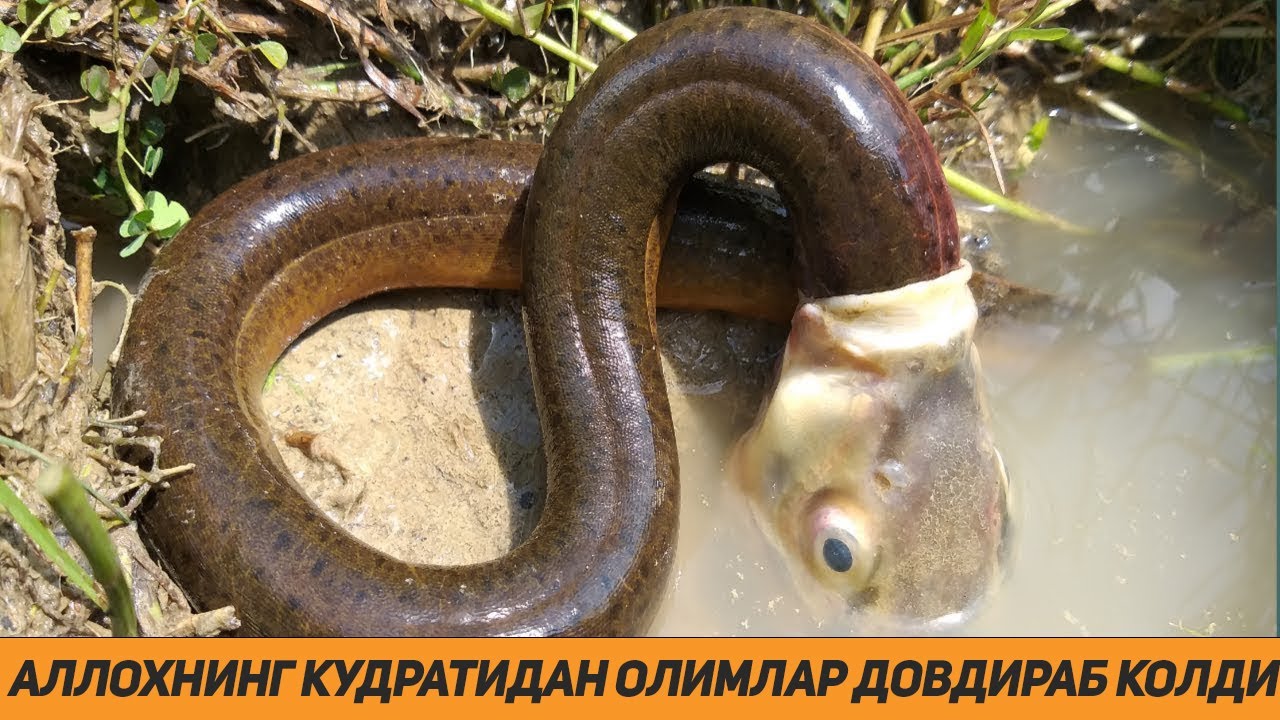 Аллох Таьлонинг Кудрати Олимларни Довдиратиб Куйди
