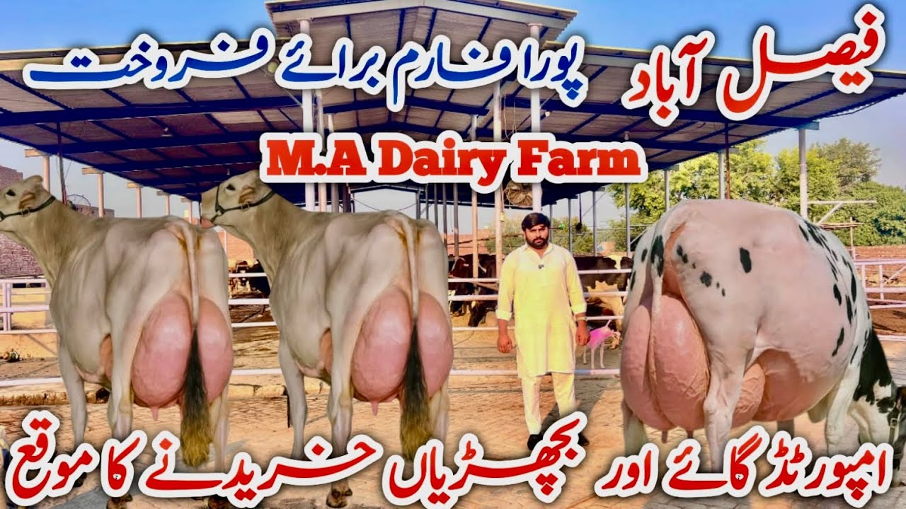 M.A Dairy Farm | imported cows For sale at Faisalabad | HF Cows