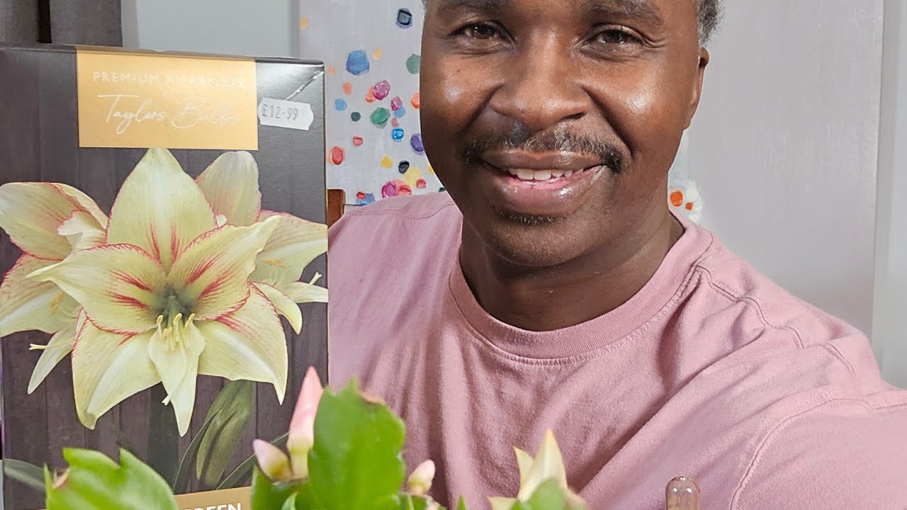 Repotting Amaryliss varieties and Christmas Cactus