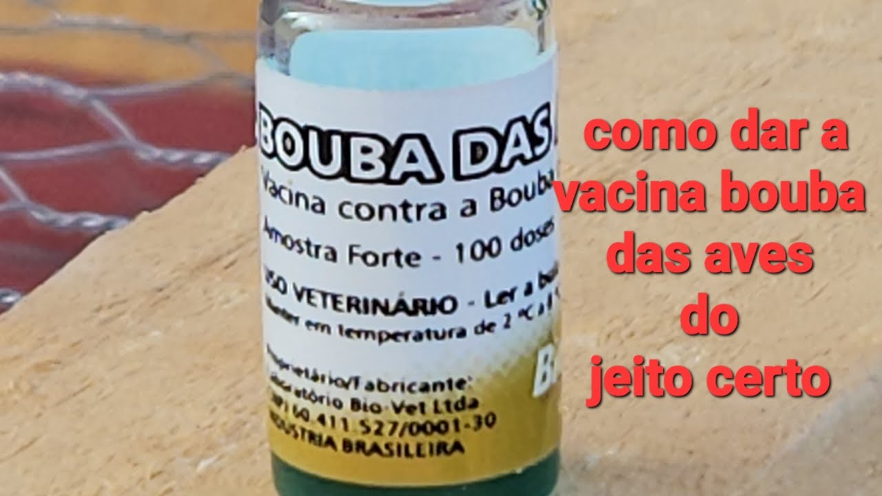 COMO DAR VACINA BOUBA DAS AVES DO JEITO CERTO