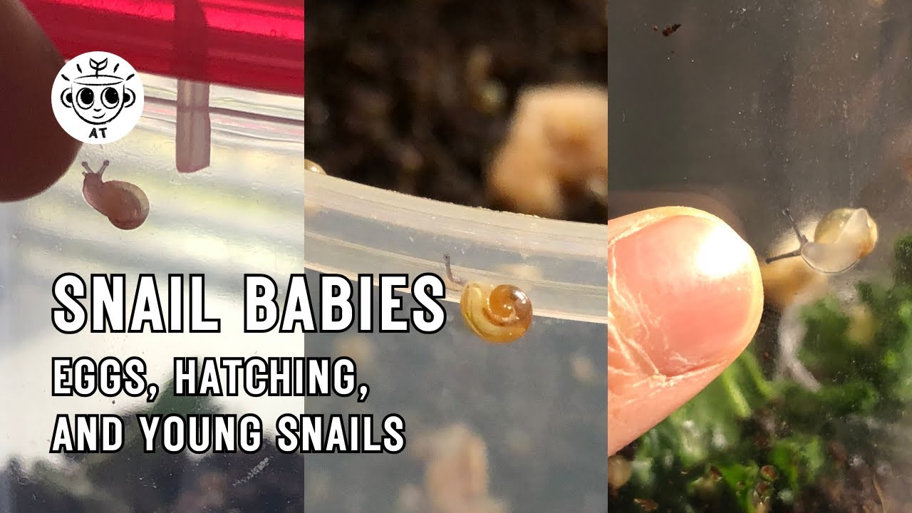 Snail Eggs, Hatching, and Babies