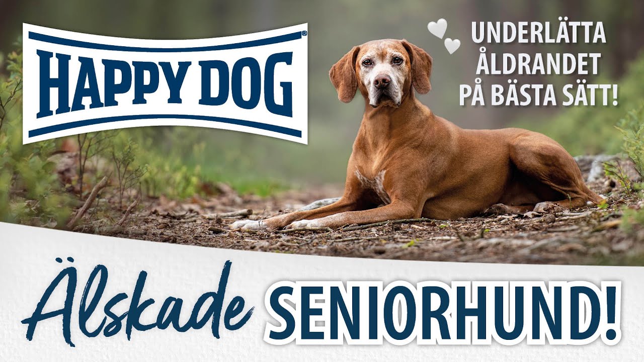 ÄLSKADE SENIORHUND 🤍 | Underlätta åldrandet - Massera hemma - Träningstips för den gamla hunden