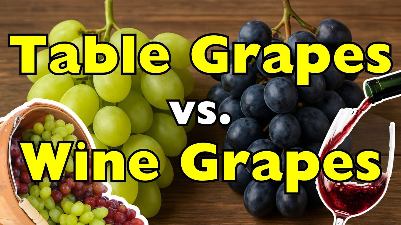 Table Grapes vs. Wine Grapes &mdash; Same Fruit, Different Purpose