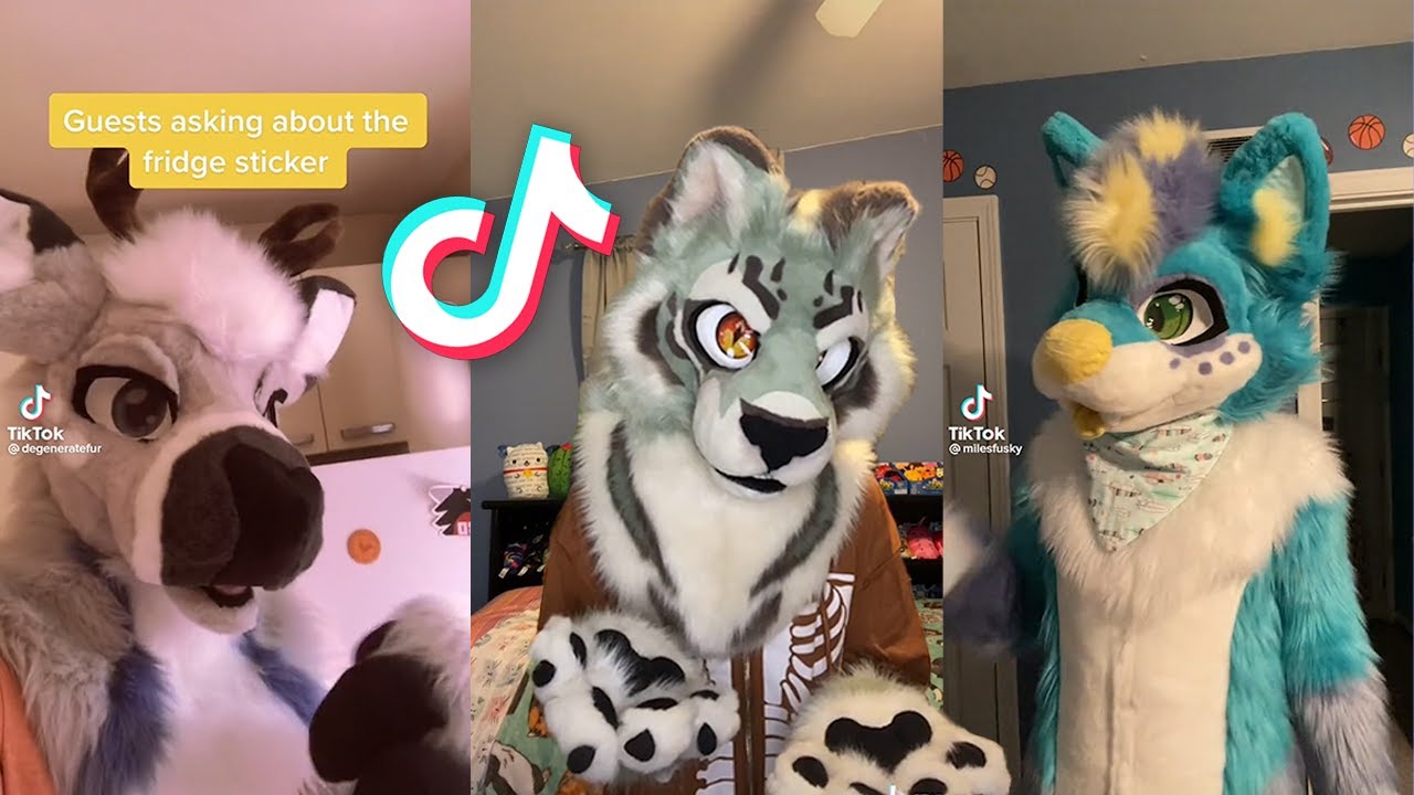Furry TikTok's I Watch Instead Of Sleeping
