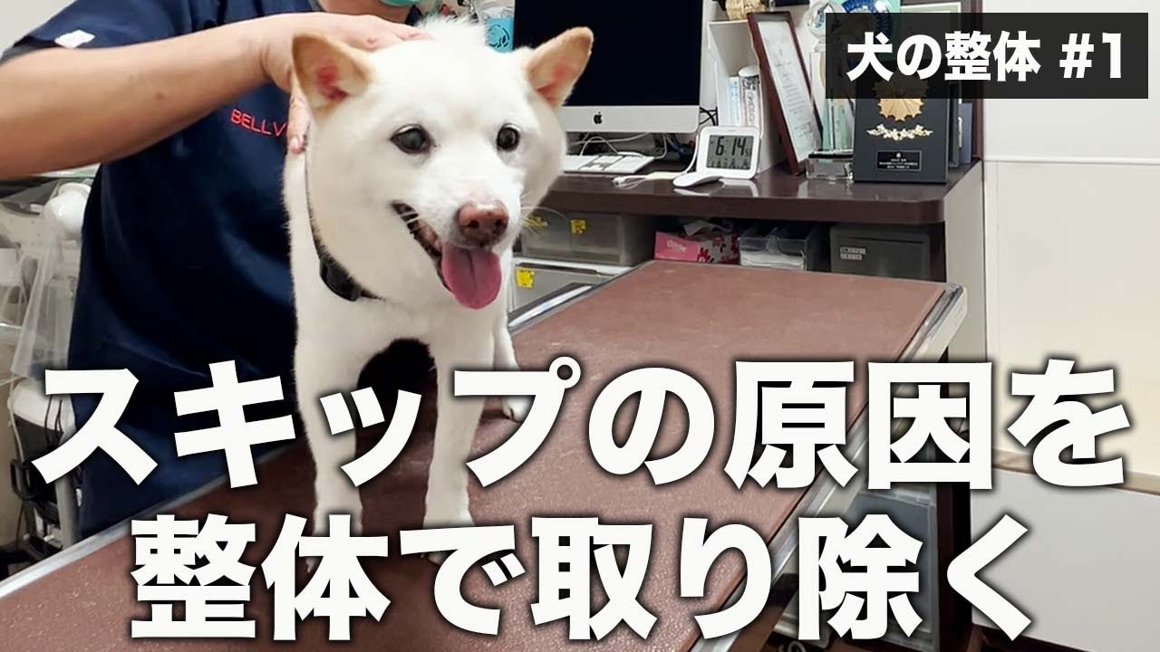【犬の整体#１】スキップする柴犬、たった１回の整体で衝撃の変化。