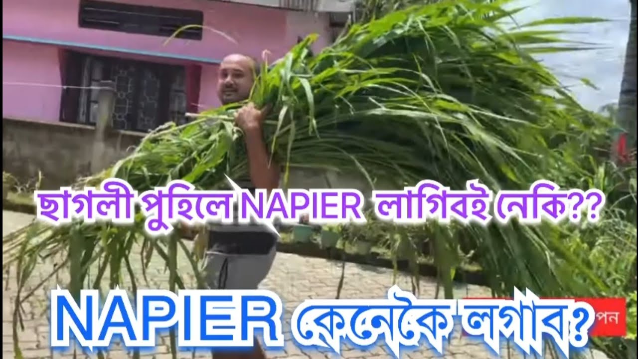 Napier কেনেকৈ লগাব?Goat farm.ছাগলীৰ বাবে NAPIER লাগিবই নেকি?@farmerslifeassam4381