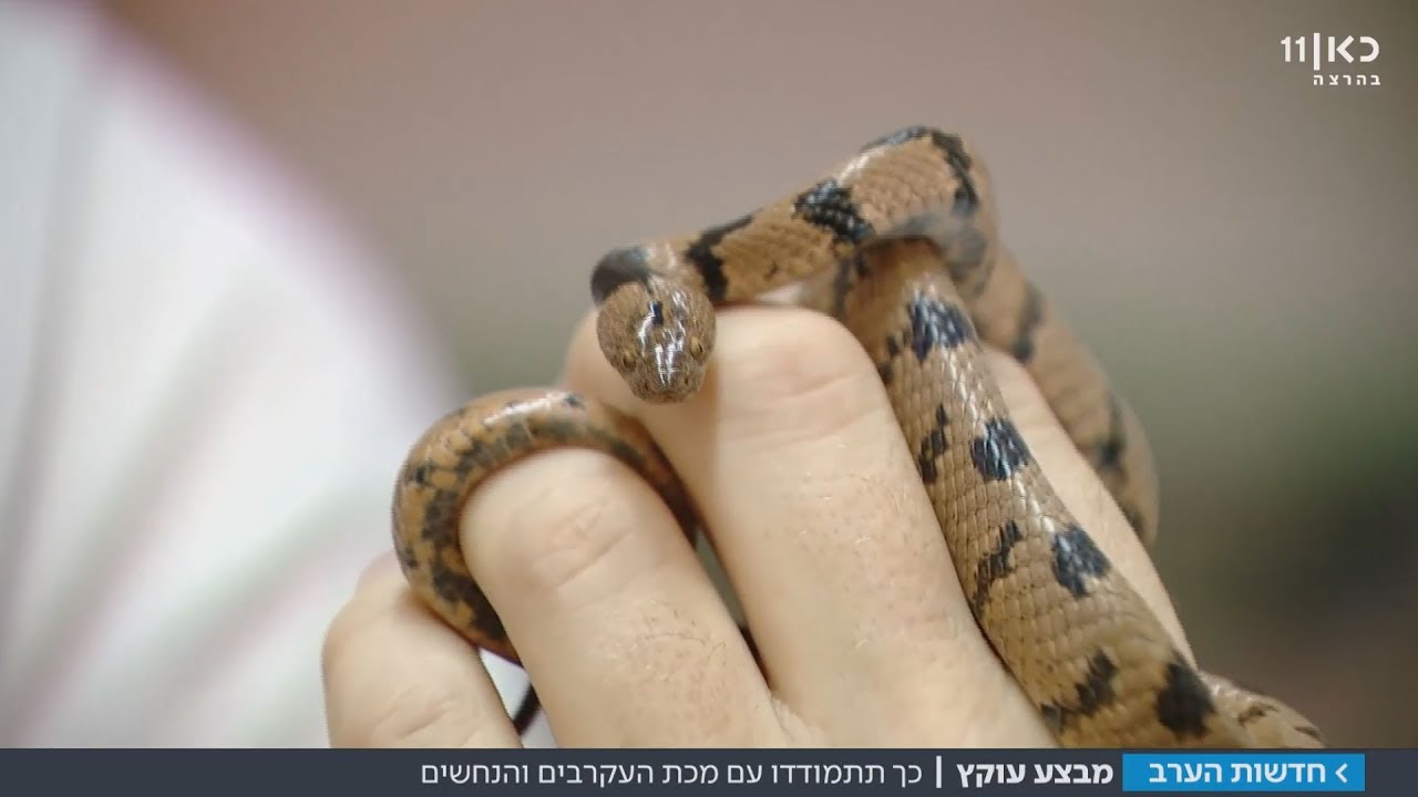 נזקי הקיץ: עשרות נפגעו מהכשות נחשים ומעקיצות עקרבים | מתוך חדשות הערב 18.7.17