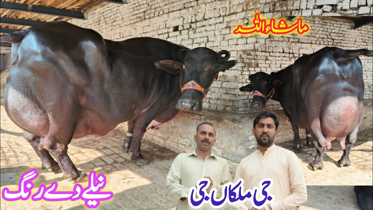 ملک محمدنوازوٹو613گ ب|06عددٹاپ کلاس پہلن دوجن بھینسیں فروخت28نومبر Neli Ravi Buffalo Sale  EitfaaqTv
