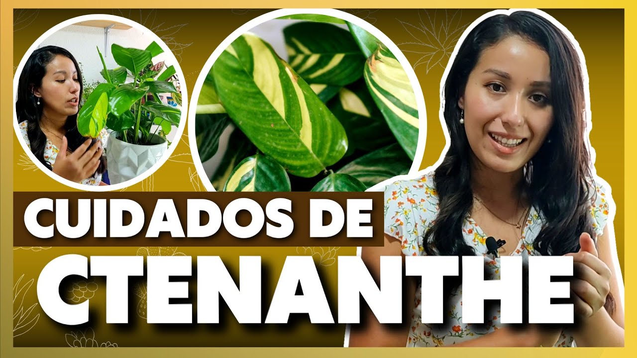 Cuidados de Ctenanthe lubbisiana