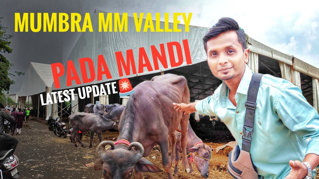 Mumbra Pada Mandi || MM Valley || Latest update 🚨 Hidden Buffalo Mandi 23may