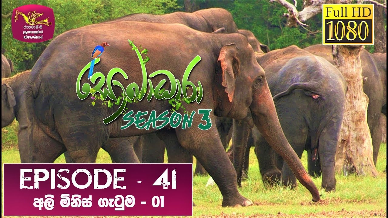 Sobadhara - Sri Lanka Wildlife Documentary | 2020-01-03 | Elephant-Human Conflict (අලි මිනිස් ගැටුම)