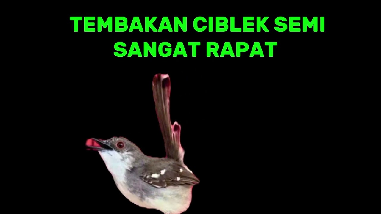 Suara tembakan ciblek semi rapat | masteran ciblek | tembakan ciblek rapat