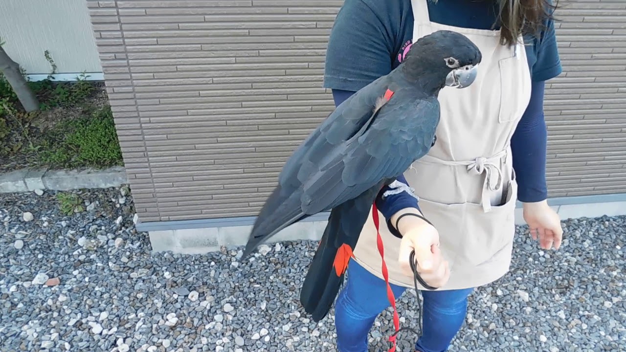 2019.6.16えとぴりかＮＡＧＯＹＡアカオクロオウム