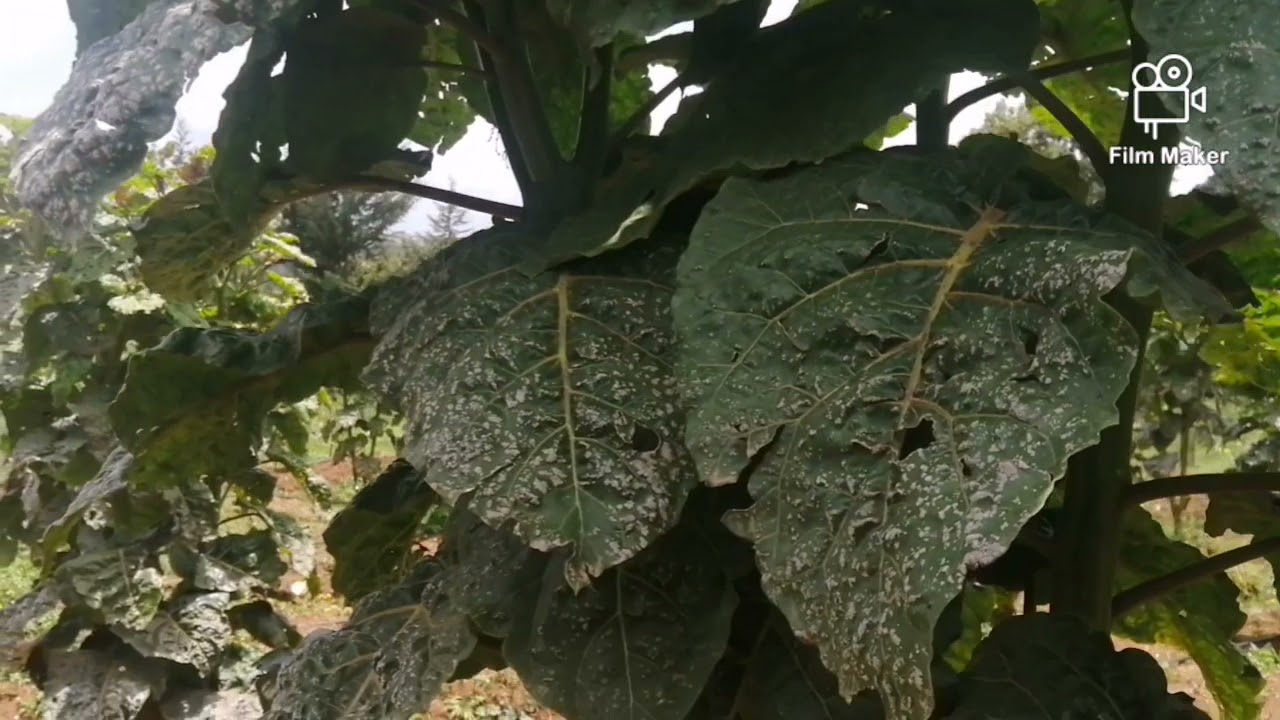 5 Common challenges you are likely to face while growing tree tomatoes| Tree tomato farming in Kenya