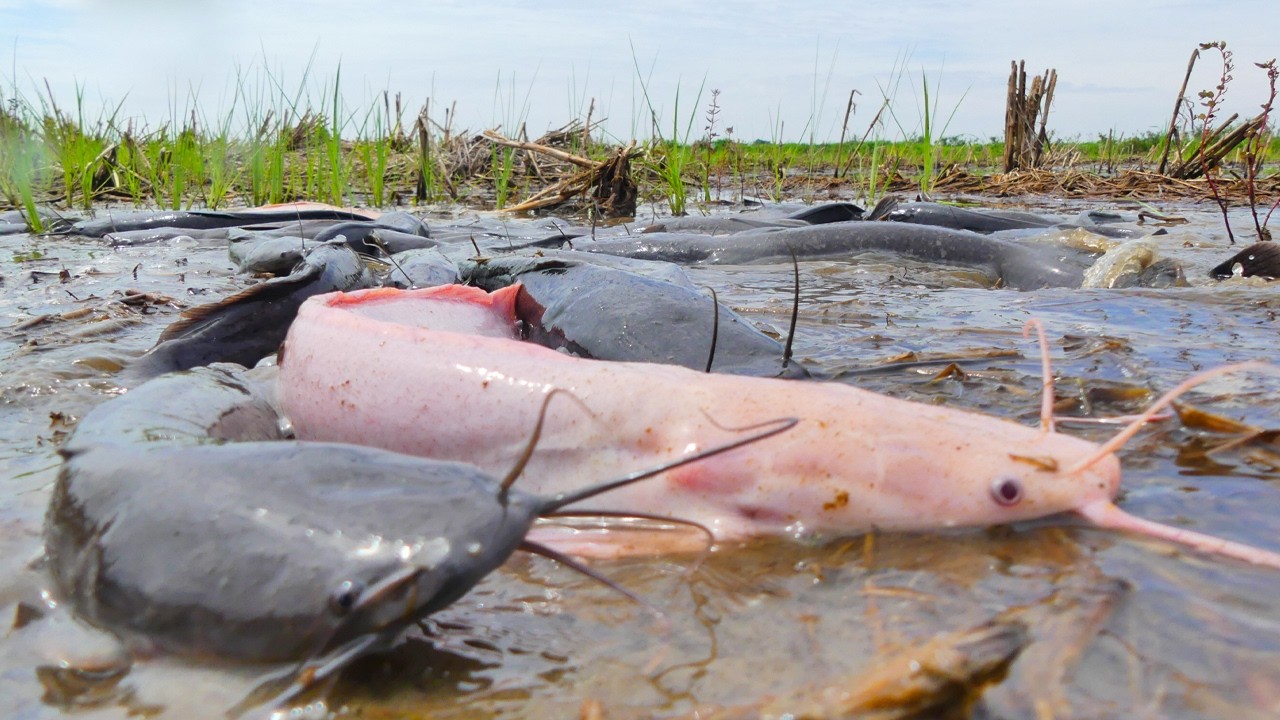 Incredible Catfish Discovery in Muddy Field! Biggest Catfish I’ve Ever Seen in One Place!