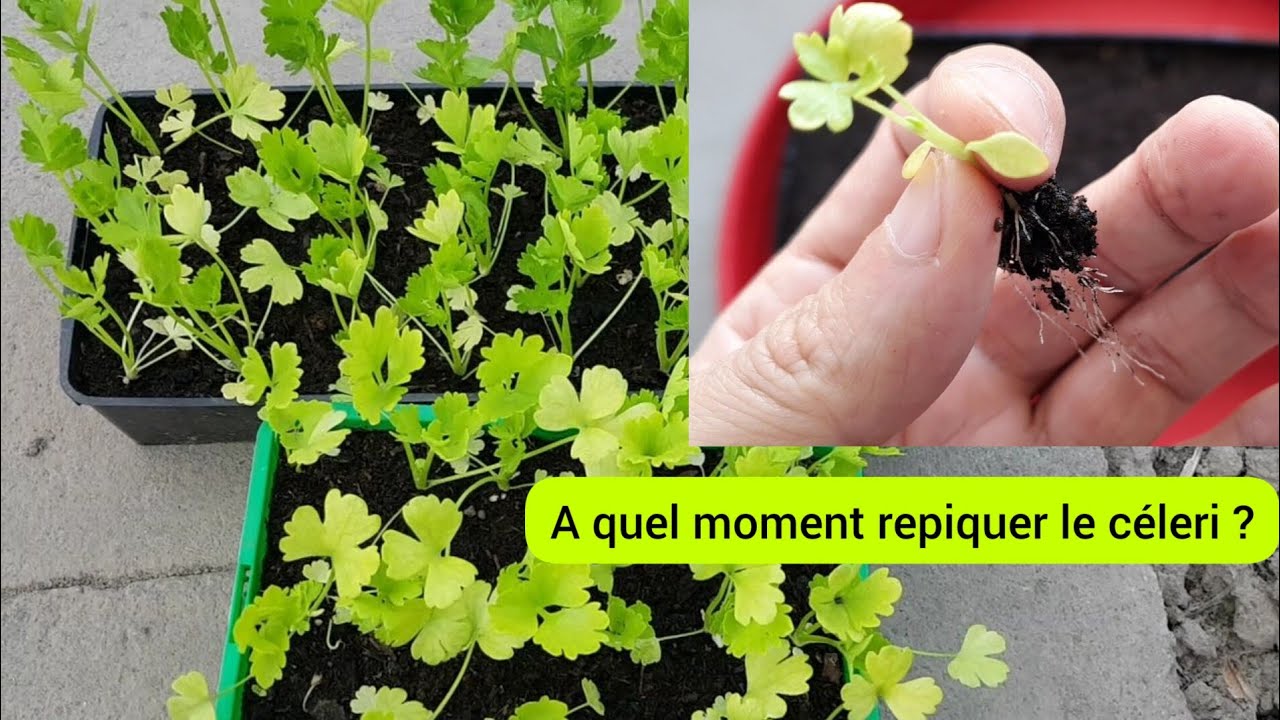 Comment repiquer le céleri en toute simplicité ?  2023