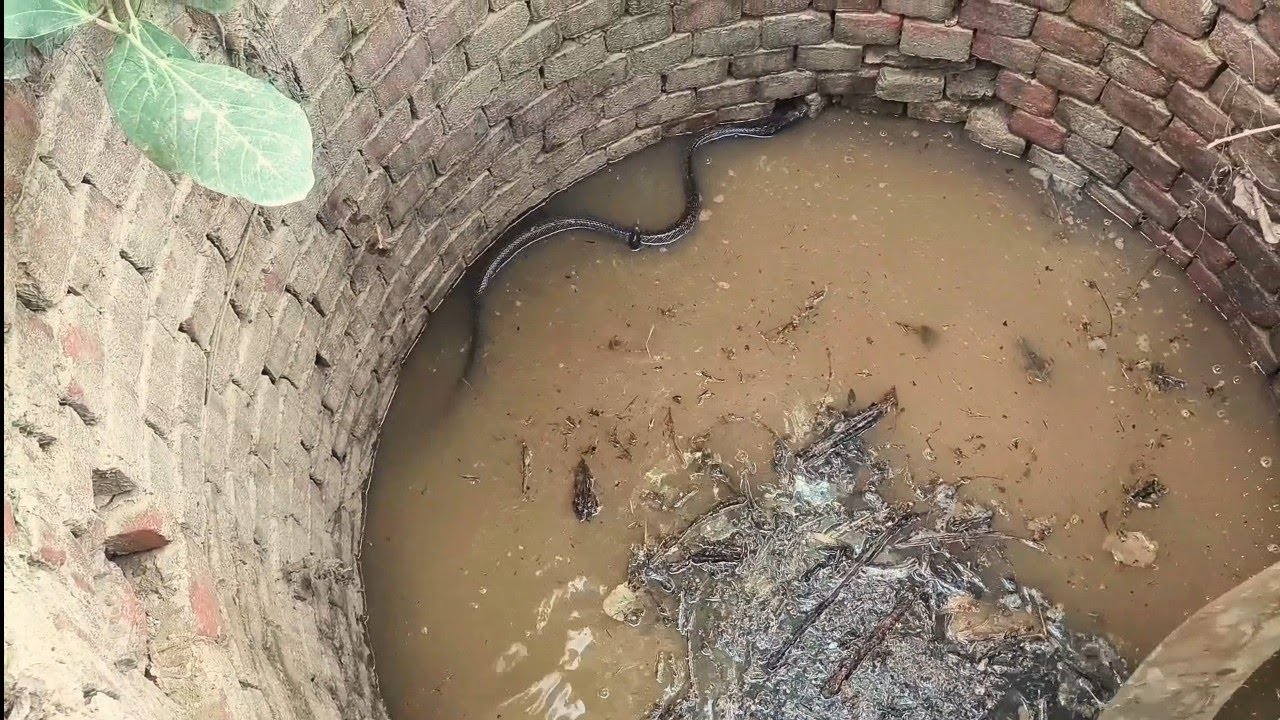 🐍 Indian Spectacle Cobra: भारत का रहस्यमयी और शक्तिशाली नाग