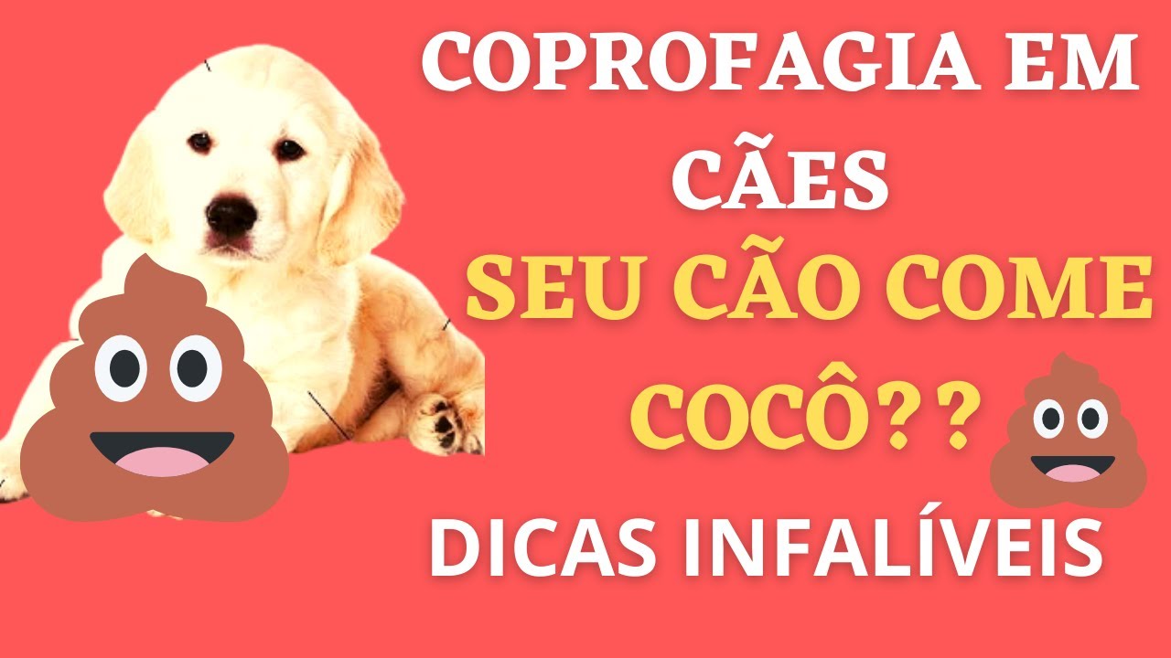 Coprofagia Canina! Dicas infalíveis!! Confira!
