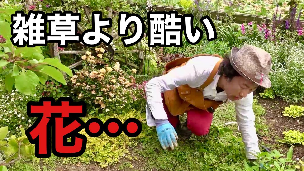放置しておくと雑草より繁殖する花。。。【園芸超人カーメン君】