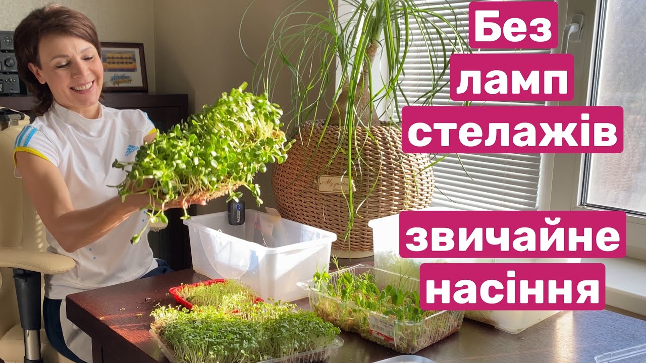 ВИРОЩУЄМО без ламп, стелажів, зі звичайного насіння! Мікрозелень вдома
