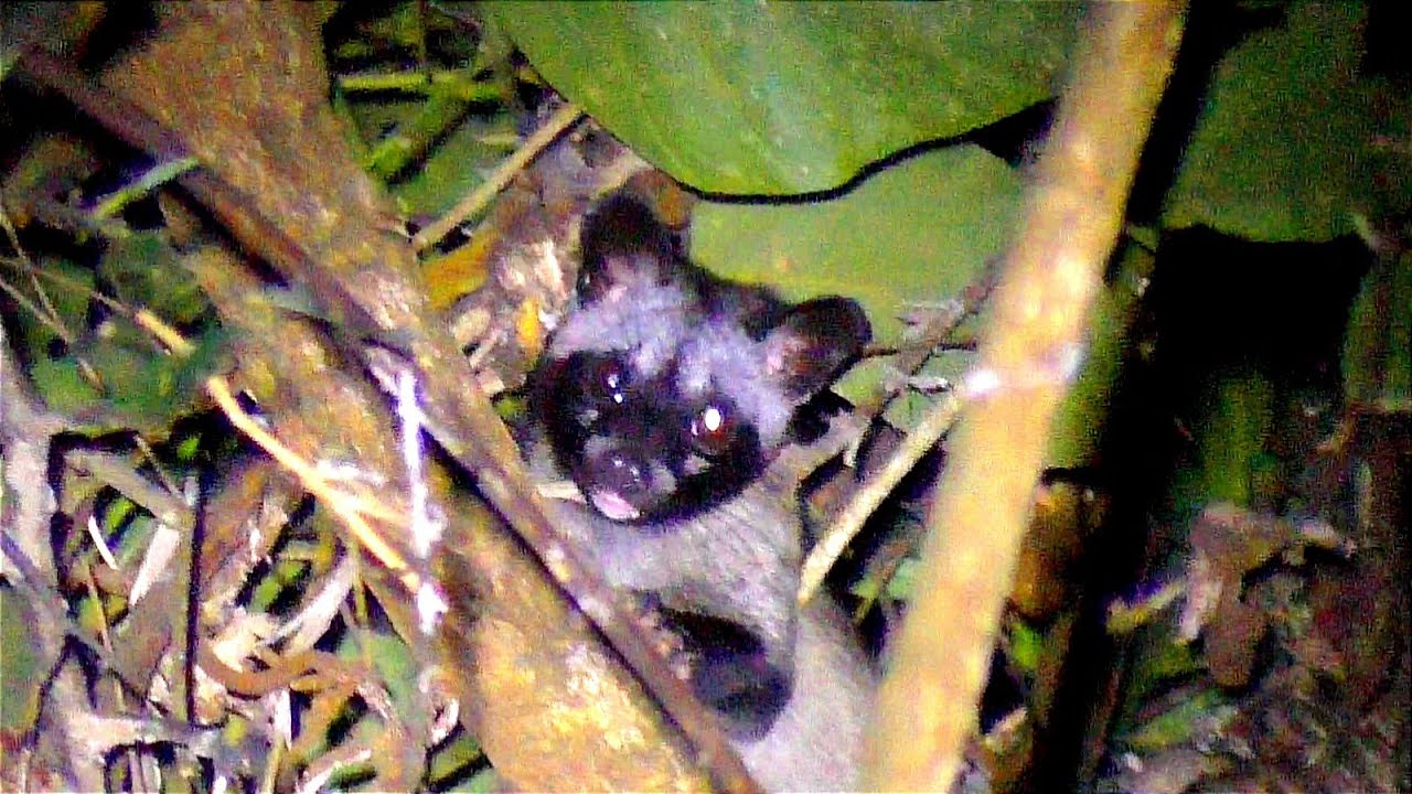 Đi Soi Đêm Gặp Chồn Hương Khủng - Civet - Yos Hav Zoov Tua Mab