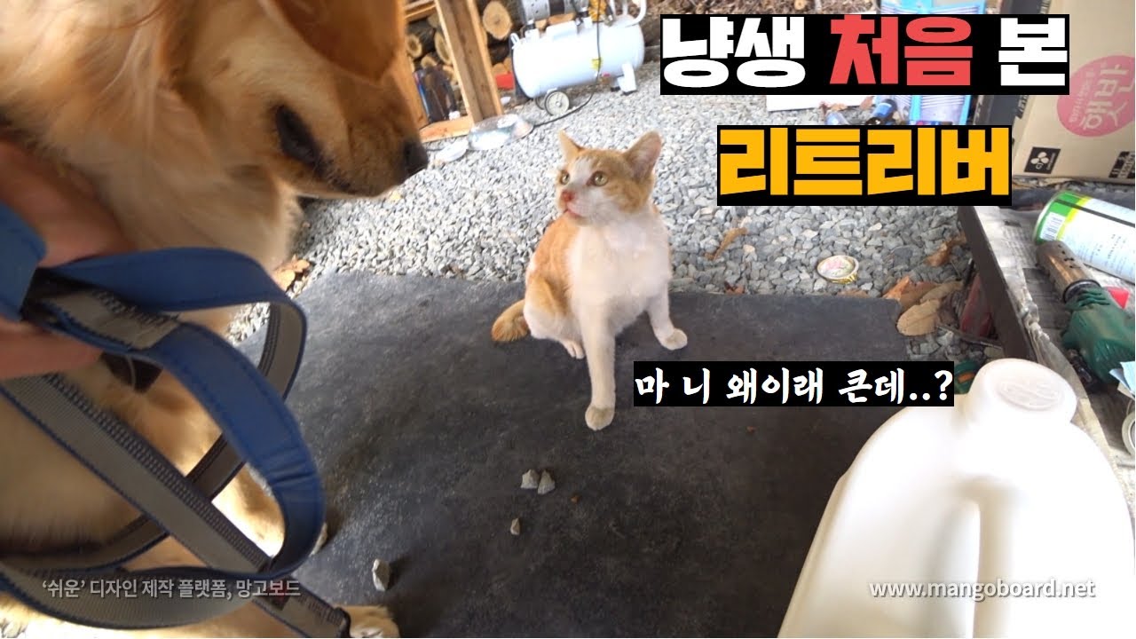 산냥이 인생 처음 대면한 리트리버