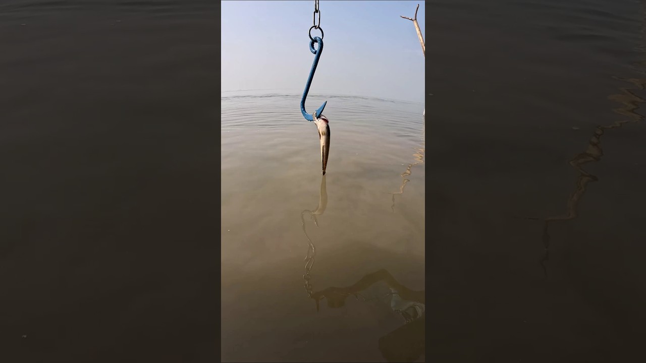 Catching big fish with small fish bait in the padma river #fish #river #padma