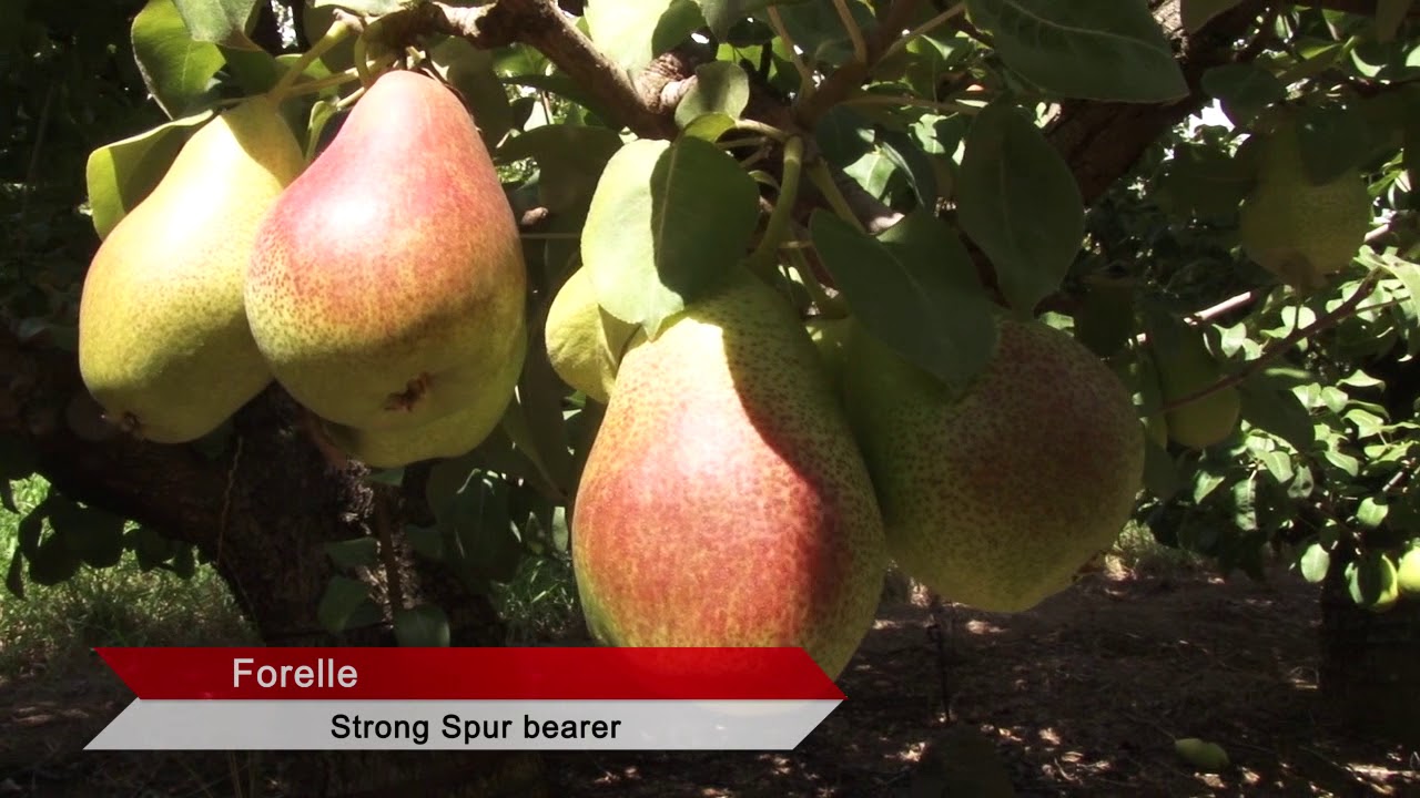 Part 14  Pruning Pears