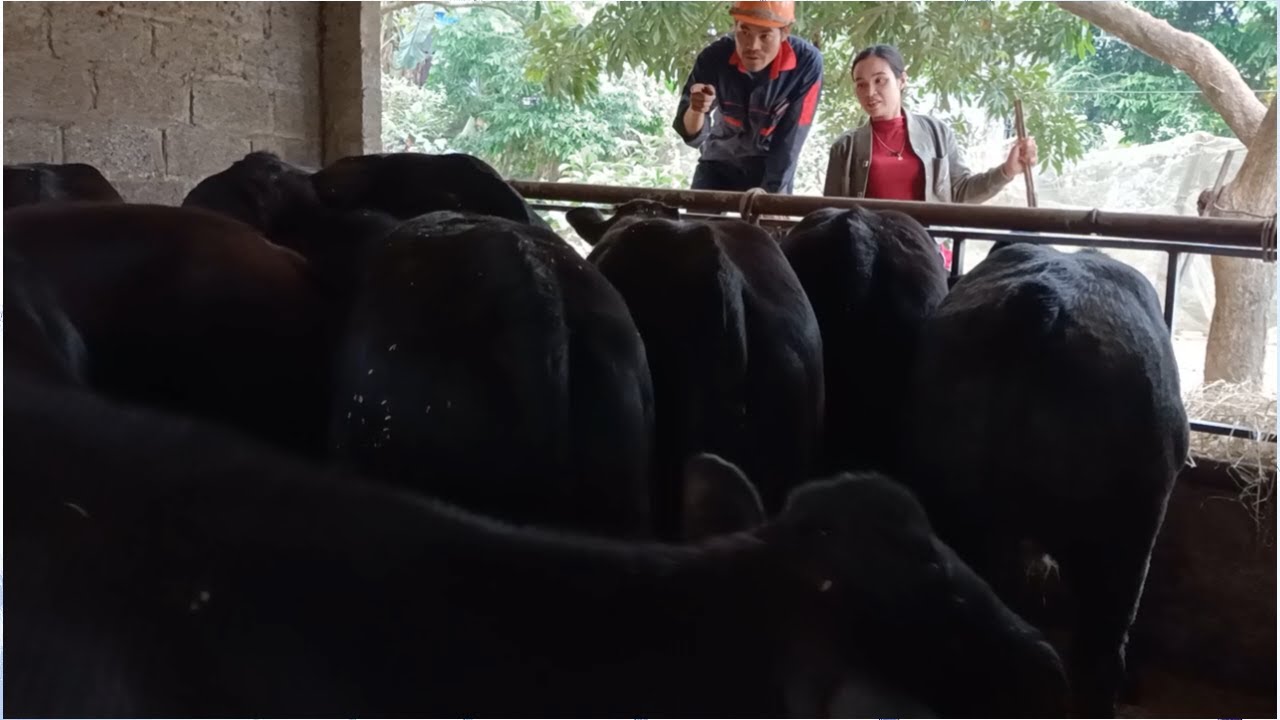 Thợ thịt đến xem bò do chú Thơm cấp giống, thì chỉ bàn giá, còn chất lượng con giống thì khỏi bàn 