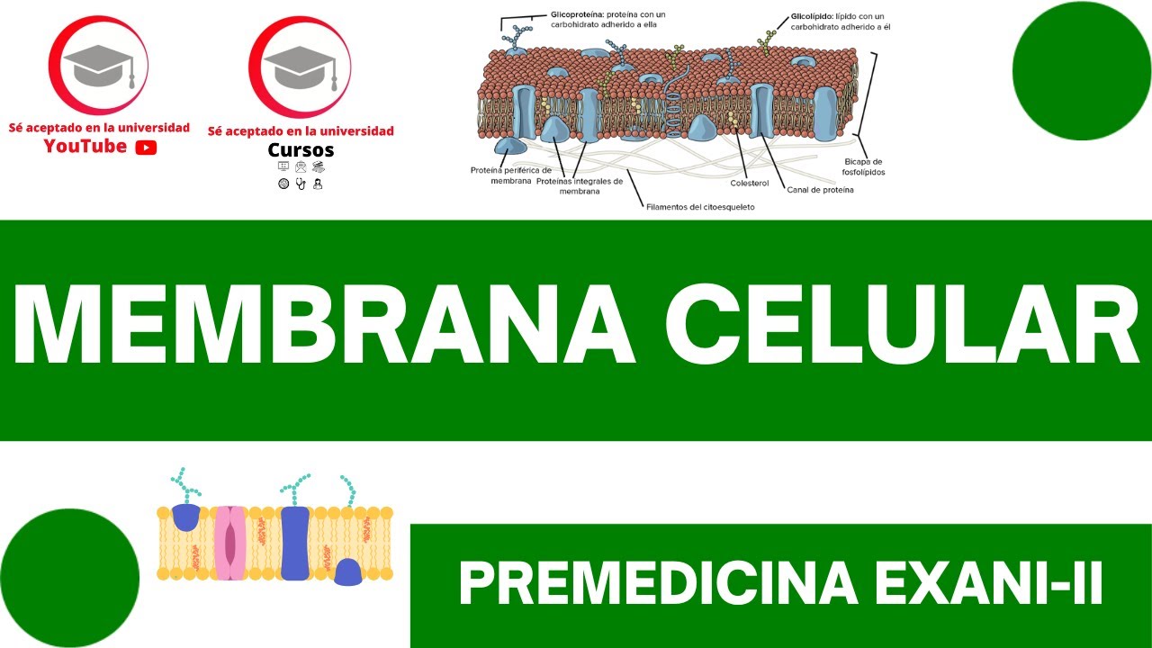 COMPONENTES DE LOS DISTINTOS ELEMENTOS DE LA MEMBRANA CELULAR | CLASE 11 DEL CURSO DE PREMEDICINA