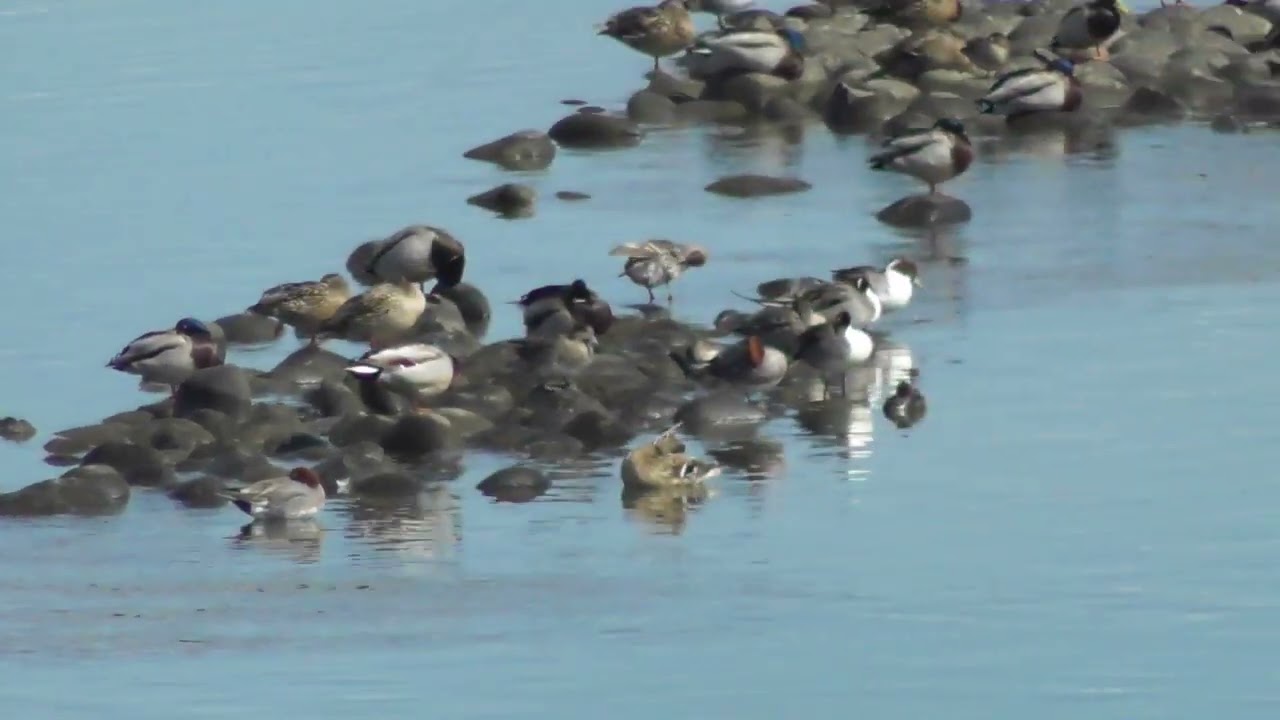 木曽川の堰で見かけたマガモの群れ