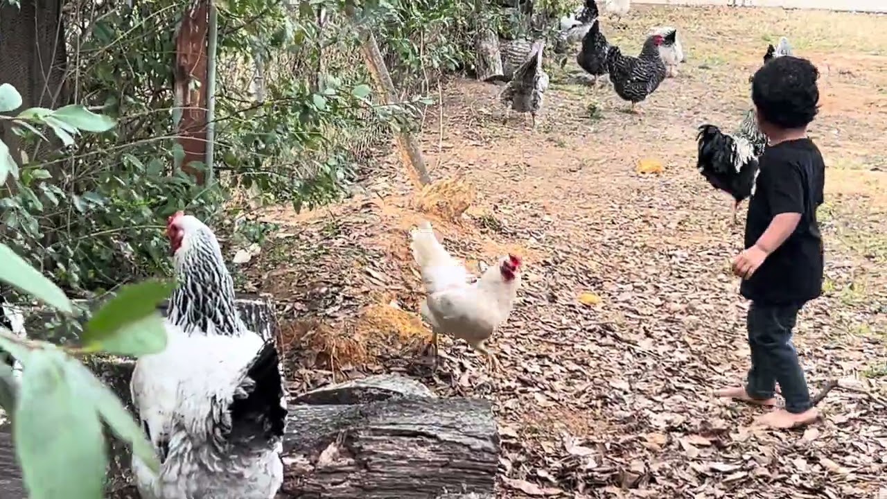 Pastoreando nuestras gallinitas