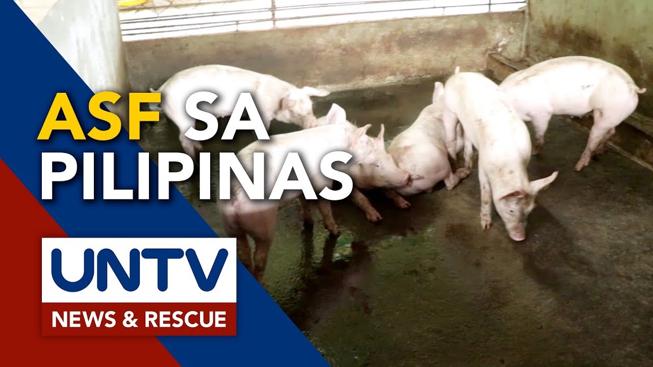 ASF Virus, paano nga ba kumalat sa bansa at paano ito mapipigilan?