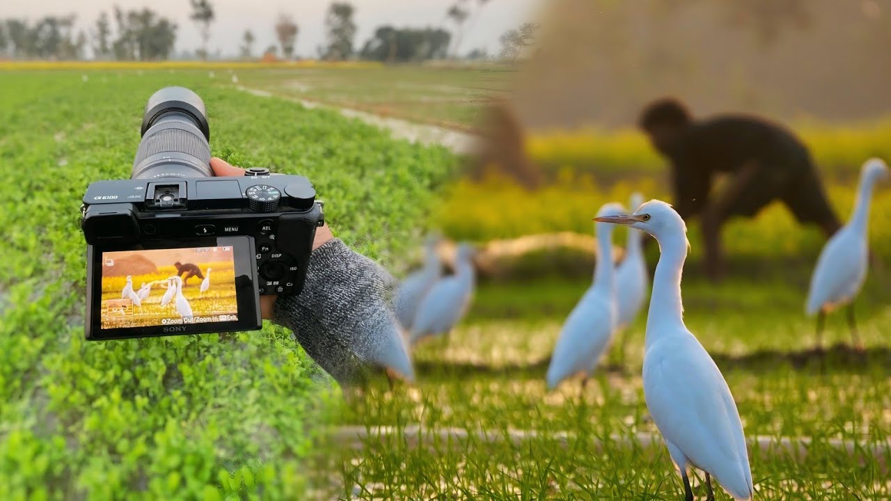 Wildlife Photography Excellence: Birds Caught in Action with Sony Alpha.
