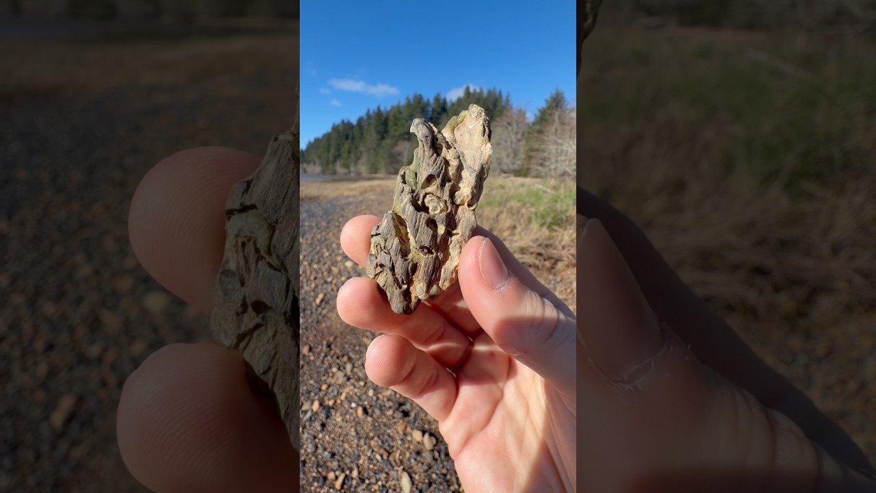 Вы не поверите, что это такое! 🤯 #животные #природа #шорты