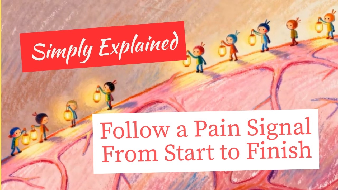 Follow a Pain Signal From Start to Finish (Neuroscience of Pain) - Simply Explained