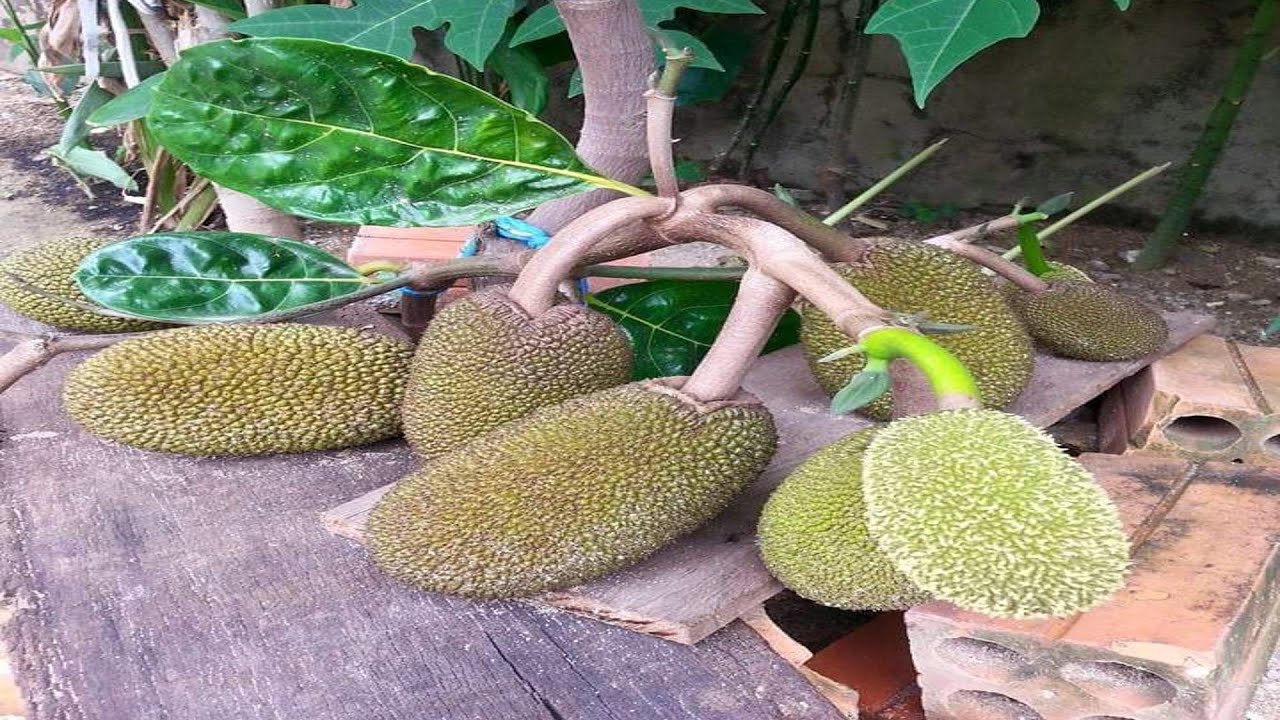 Jackfruit Grafting Technique