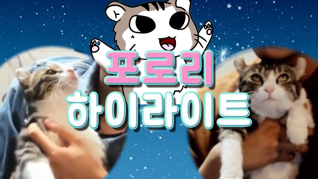 어느새 훌쩍 자란 포로리 핫클립 모음집!!