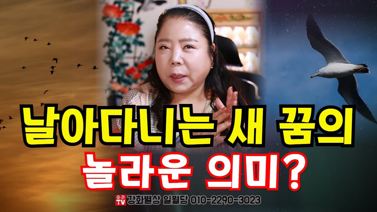 새 나오는 꿈! 날아다니는 새 꿈의 놀라운 의미？용군TV 강화별상 일월당