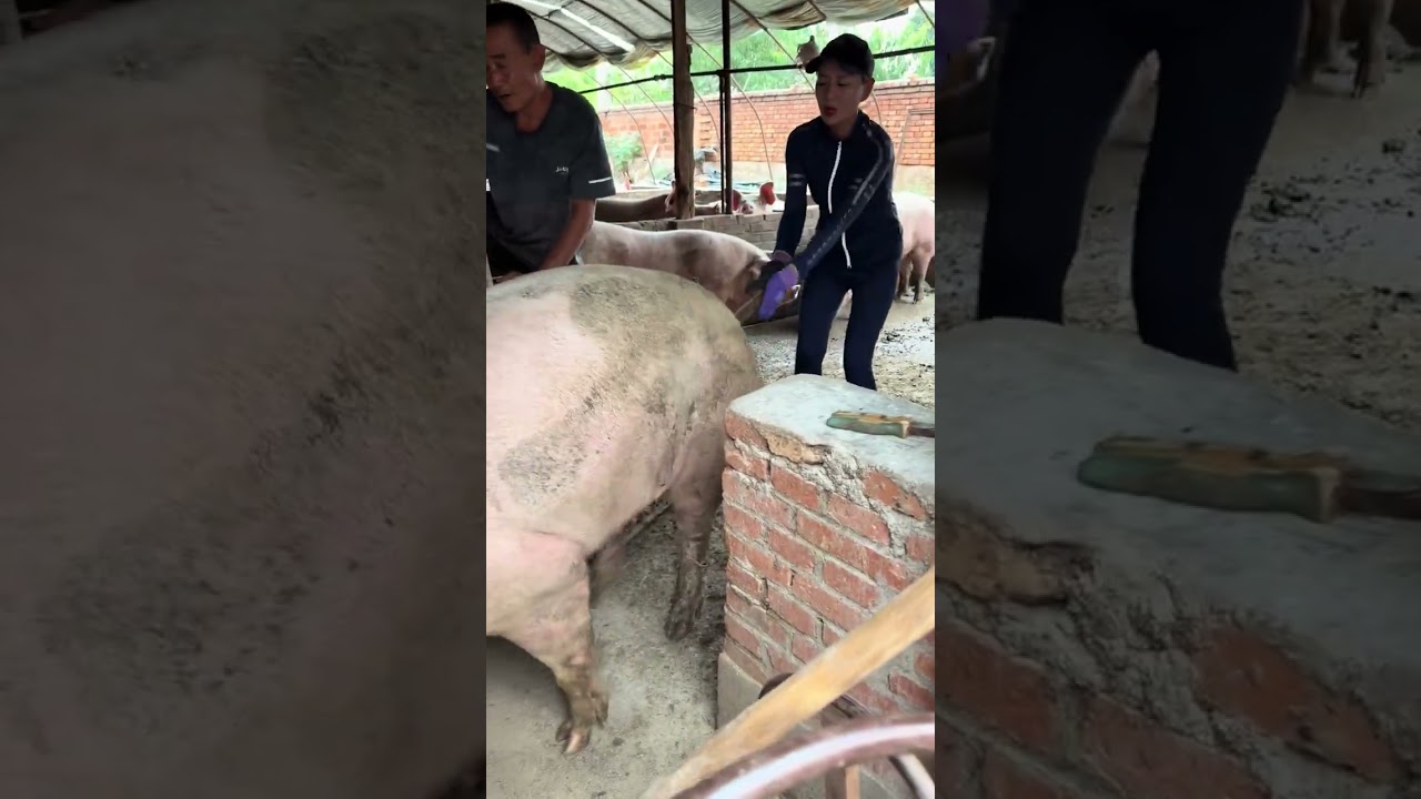 猪好大爷要涨价#我的乡村生活 #原创视频 #三农 #创作者扶持计划