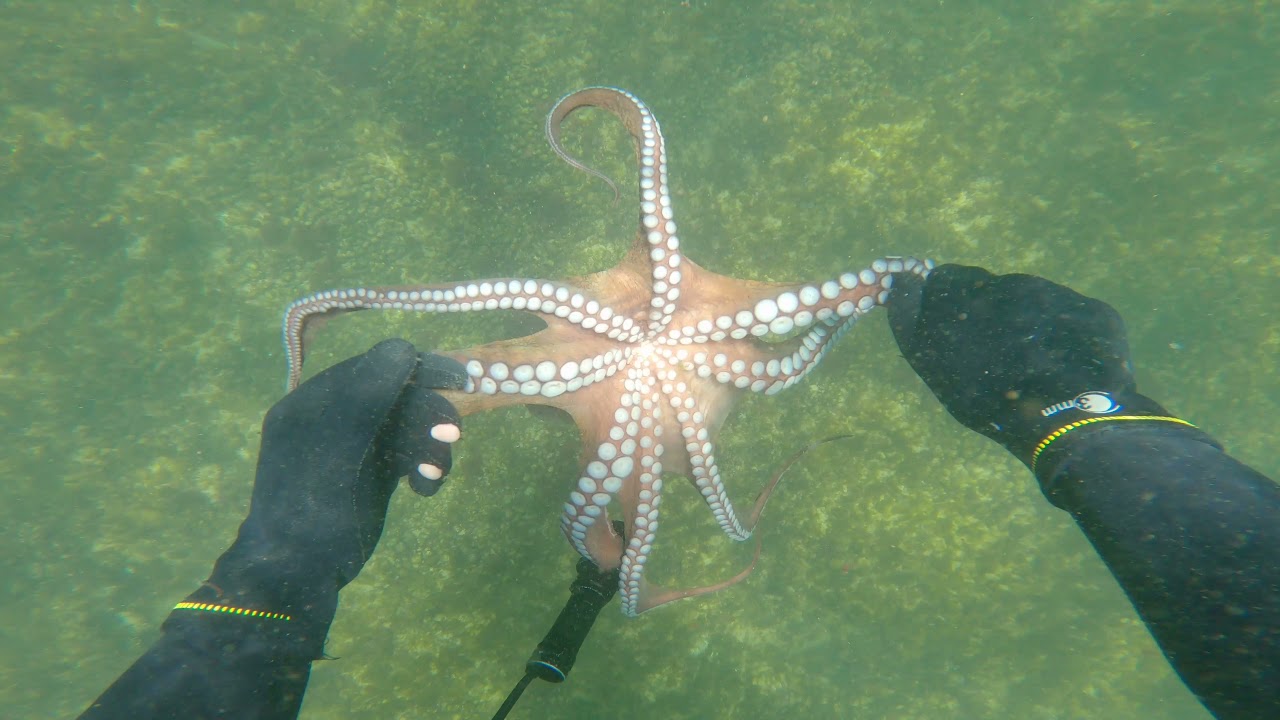 Caça Submarina Spearfishing Algarve - Albufeira, Armação de Pêra, Lagos