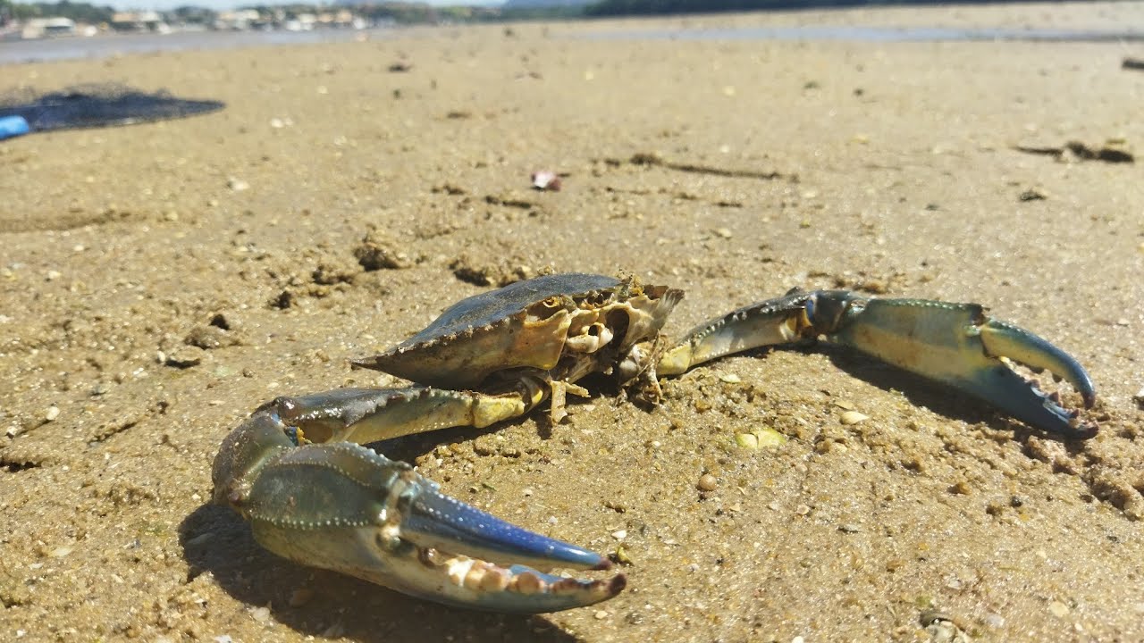 Siri, o melhor engodo pra pesca no mar.